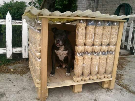 Casas perritos comunitarios