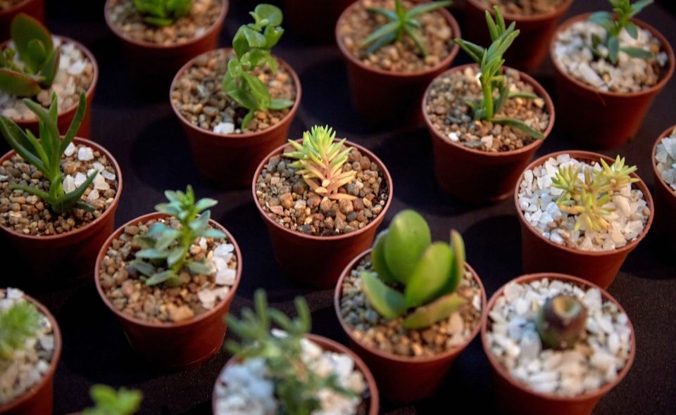 Huerto sustentable infantil