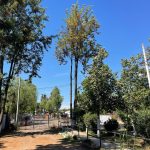 Poda de árboles con riesgo de caída