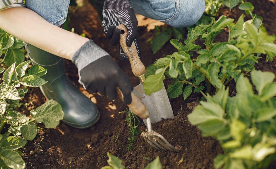 Cultivando comunidad